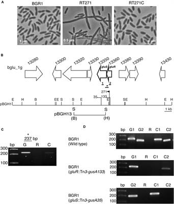 Identification of a Genetically Linked but Functionally Independent Two-Component System Important for Cell Division of the Rice Pathogen Burkholderia glumae